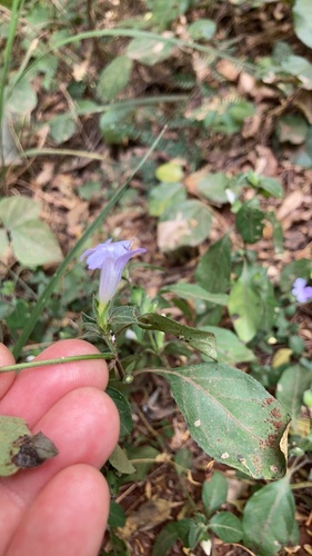 Barleria ventricosa image