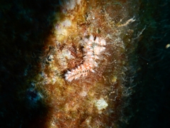 Hermodice carunculata image