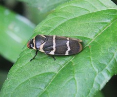 Phymatostetha birmanica