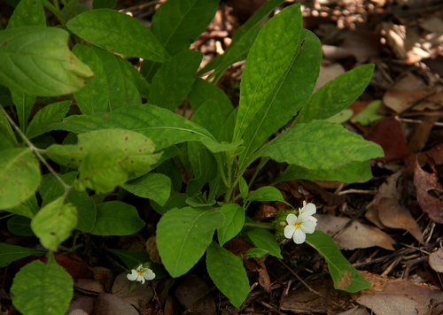 Crabbea velutina image