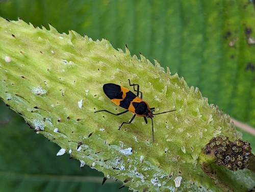 Large Milkweed Bug photographed in New York