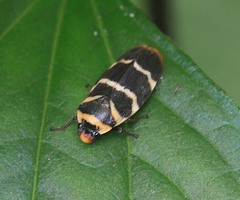 Phymatostetha birmanica