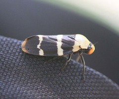 Phymatostetha semele