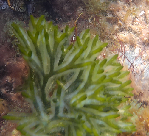 Dead Man's Fingers