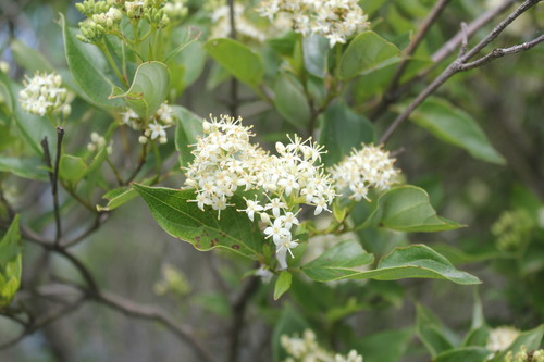Gray dogwood (Cornus racemosa)