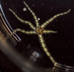 Ophiactis