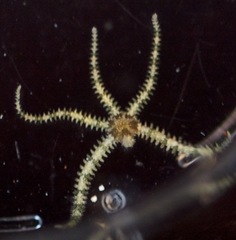 Ophiactis