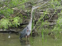 Ardea herodias
