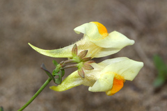 Linaria japonica