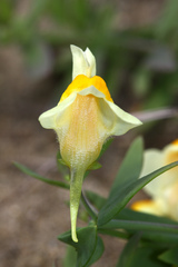 Linaria japonica