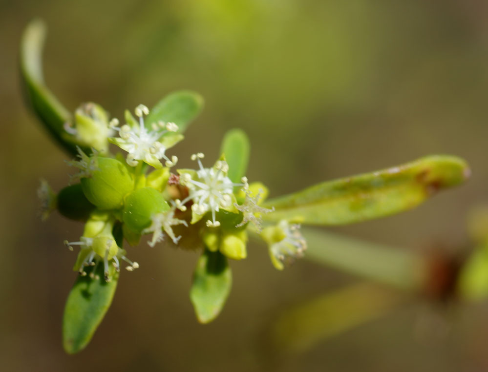 Monotaxis macrophylla