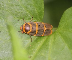 Phymatostetha stalii
