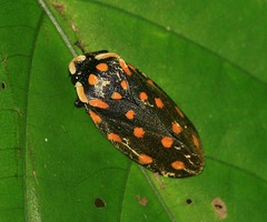Phymatostetha stellata