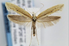 Plutella armoraciae