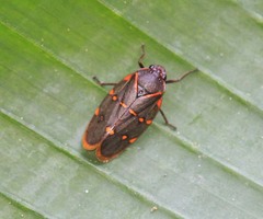 Phymatostetha triseriata
