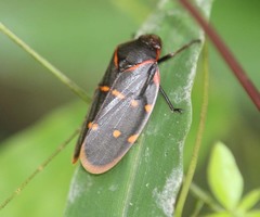 Phymatostetha triseriata