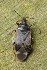 Anthocoris amplicollis