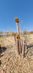 Ceropegia parviflora image