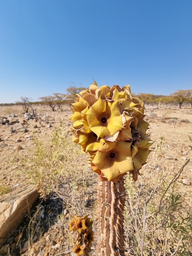 Ceropegia parviflora image