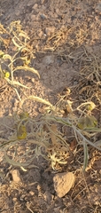 Solanum elaeagnifolium image