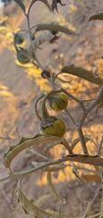 Solanum elaeagnifolium image