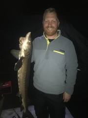 Acipenser fulvescens