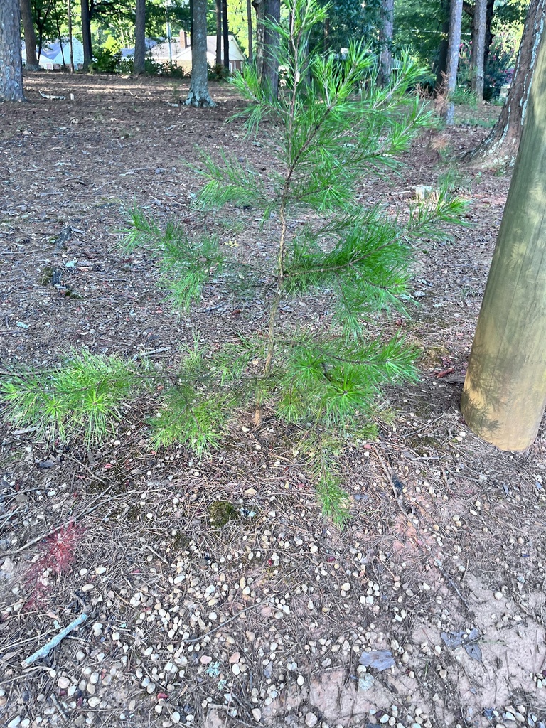 Virginia pine from White Oak Dr, Greenville, SC, US on August 26, 2023