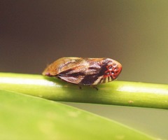 Thoodzata princeps