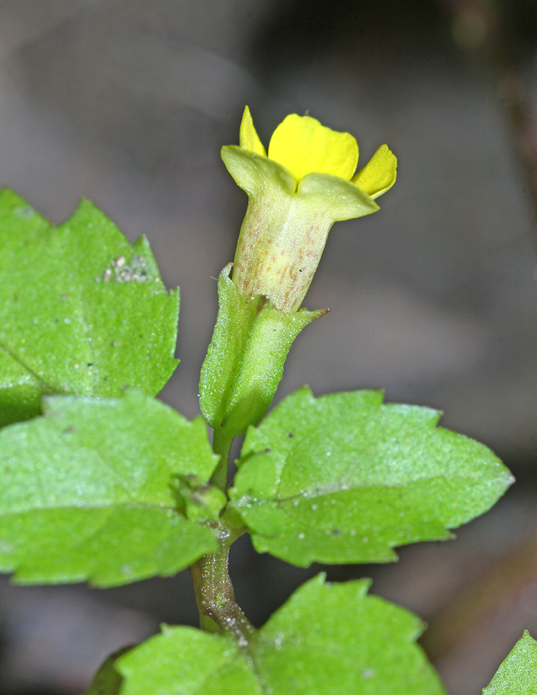 Erythranthe tenella