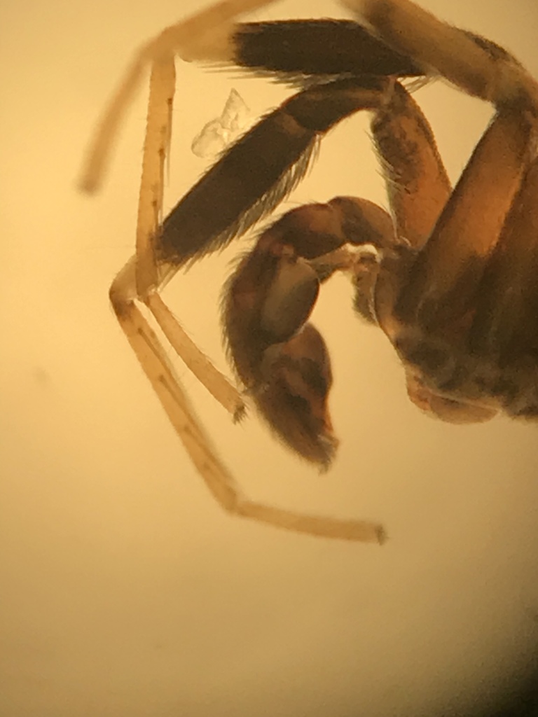 Greater Ant-mimic Corinne Spider