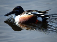 Spatula clypeata