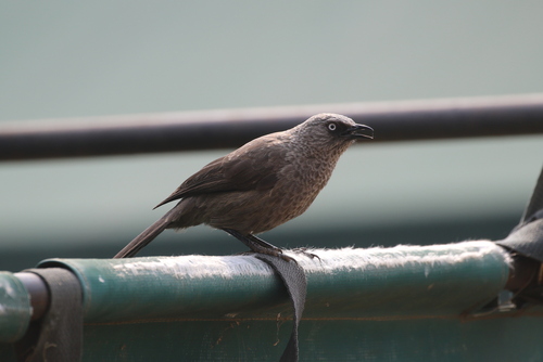 Black-lored Babbler (Turdoides sharpei), photo 10