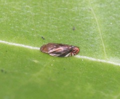 Thoodzata princeps