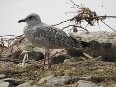 Larus delawarensis