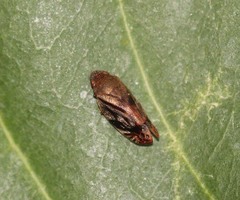 Thoodzata princeps