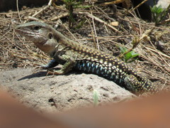 Western Mexico Whiptail photo 2