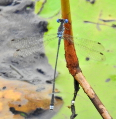 Lestes tridens