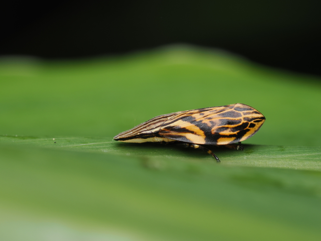 Clovia longicephala