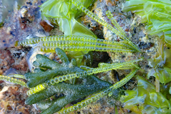 Chaetomorpha coliformis