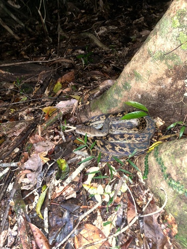 Australian Scrub Python sighting