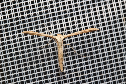 Oidaematophorus constanti
