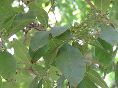 Ehretia tinifolia