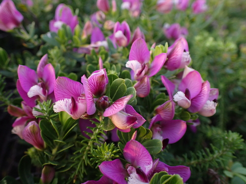 Polygala myrtifolia