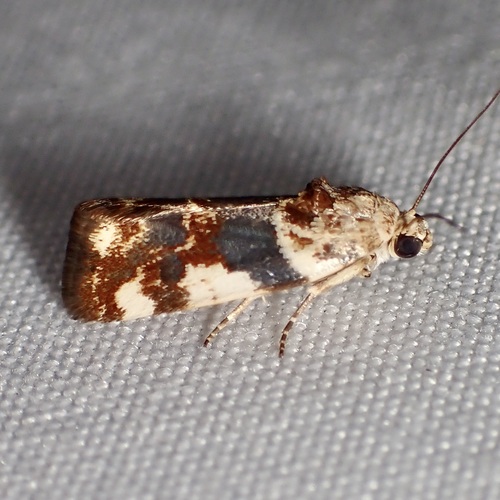 Spragueia obatra
