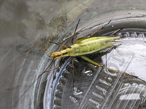 Black-horned Tree Cricket photo 6