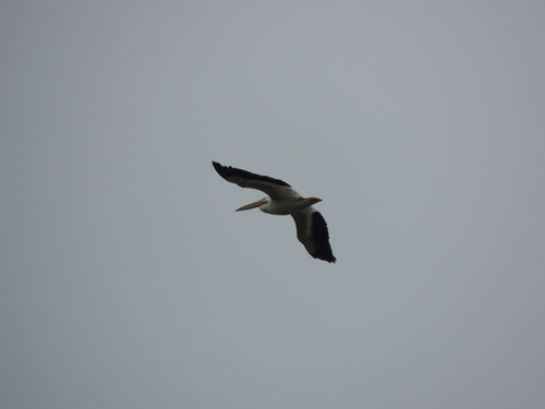 American White Pelican photographed in South Dakota