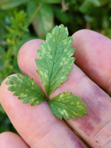 Downy mildew