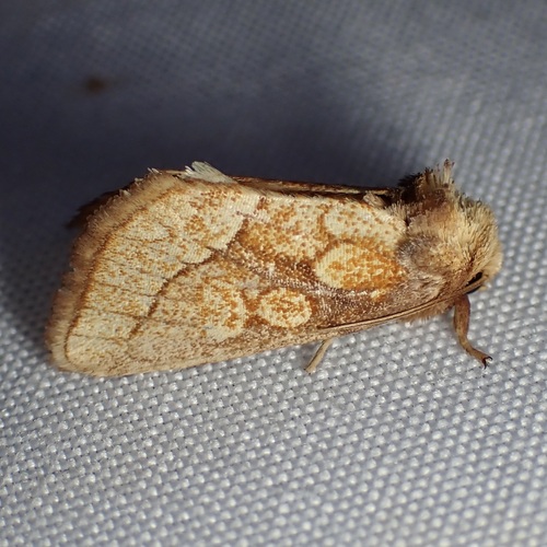 Nocloa alcandra Druce, 1890