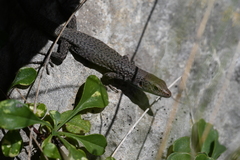 Prokletije Rock Lizard photo 2