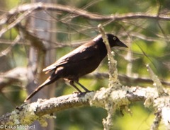 Quiscalus quiscula versicolor